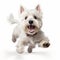 Funny Westie Dog Leaping With Happy Face - Psd Image In Smilecore Style