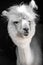 funny white alpaca portrait in his stable in Hungary at Lake Balaton