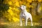 Funny white American bully dog stands and warily looks up, front view. Puppy obediently executes the command during