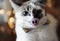 Funny white blue-eyed fluffy cat with masquerade piglet on an elastic band on the nose. Background of blurred lights
