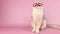 a funny white cat in a red mask in the form of hearts,on pink background
