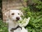 Funny white dog with a white hydrangea flower in his teeth