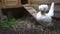 Funny white Dutch crested hen in garden