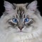 Funny white fluffy blue-eyed cat isolated on black