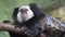 Funny White fronted marmoset