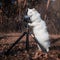 Funny white furry cat-photographer looks focused,