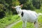 Funny white goat on chain grazing