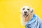 Funny white golden retriever dressed in denim jacket and helmets, sometimes listening to music