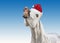 Funny white horse with Santa hat