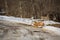 Funny white little boar with black spots runs across rural snowy road on background of dense forest