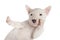 Funny white Miniature Bull Terrier puppy over white