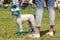 Funny white poodle with a painted head, tail, ears and paws with