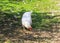 Funny white poultry hen walks and pecks grain in the backyard of