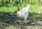 Funny white poultry hen walks and pecks grain in the backyard of