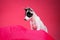 Funny white puppy with black spots on pink background.