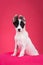 Funny white puppy with black spots on pink background.