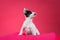 Funny white puppy with black spots on pink background.
