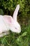 Funny white rabbit in grass.