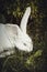 Funny white rabbit in grass.