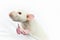 Funny white rat looks with interest