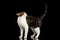 Funny White Scottish Straight Cat Standing in Black Background