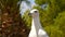 Funny White Seagull Bird