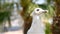 Funny White Seagull Bird