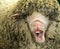 Funny white sheep with open mouth