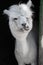 Funny white smiling alpaca the black background. Cute animal, Peru, South American campelmus