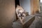 Funny white tabby cat walking down the stairs of doorway