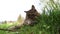 Funny wide angle video of Norwegian forest cat playing in grass