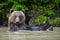 Funny wild adult Brown Bear  Ursus Arctos  in the water