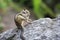 Funny wild chipmunk