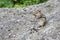 Funny wild chipmunk