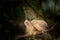 Funny wildlife image of angry jungle babbler birds perched on branch at keoladeo national park or bharatpur bird sanctuary