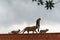 Funny wildlife scene Gray or Hanuman langur sitting over dummy leopard mother head with cubs at main entrance of jhalana forest