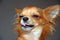 Funny winking red Chihuahua portrait