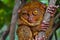 Funny Winking Tarsier