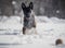 Funny winter dogs frolic in the snow