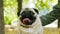 Funny wrinkless muzzle of happy pug in close-up. Male hand stroking his dog in park
