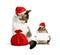 Funny xmas pet, chipmunk with blank and cat with santa hat and