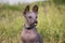 Funny xolo puppy xoloitzcuintle, mexican hairless with a fluff in his mouth