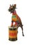 Funny Xoloitzcuintli dog in clothes of a Rastafarian plays the drum