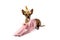 Funny Xoloitzcuintli dog dressed as a unicorn