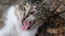 Funny yawning cat. Cat portrait close up. Slow motion full HD video.