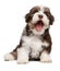 Funny yawning chocholate havanese puppy dog