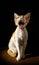 Funny of yawning or mewing little young red haired, white chest cat, indoors. Amazing golden devon rex kitten with wide o