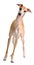 Funny yellow dog Italian greyhound