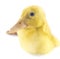 Funny yellow Duckling