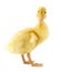 Funny yellow Duckling